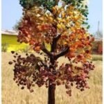 Large 7 Chakra 2000 Stone Tree And 1000 Stone Amethyst Tree 1