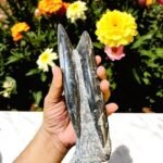 Soulwise Orthoceras Kuber Stone Crystal for Wealth and Prosperity Powerful 1