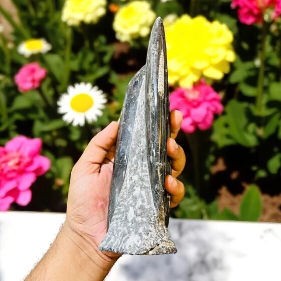Soulwise Orthoceras Kuber Stone Crystal for Wealth and Prosperity Powerful 2