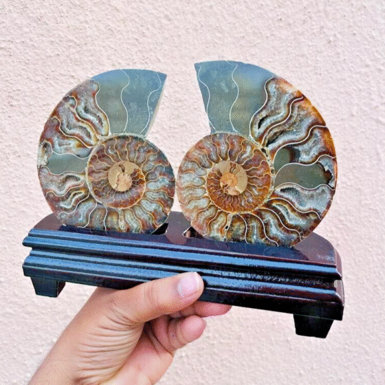 Large Ammonite Fossil Fair With Wooden Stand Home Decor A++ Quality Great Colour 2