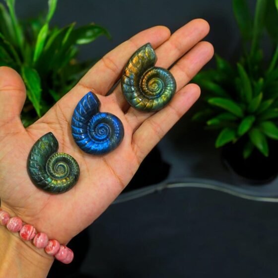 Beautiful Labradorite Carved Ammonite Fossil - Flashy Rainbow Gemstone Decor 1