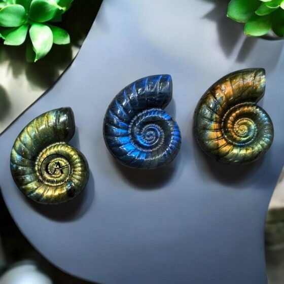 Beautiful Labradorite Carved Ammonite Fossil - Flashy Rainbow Gemstone Decor 2